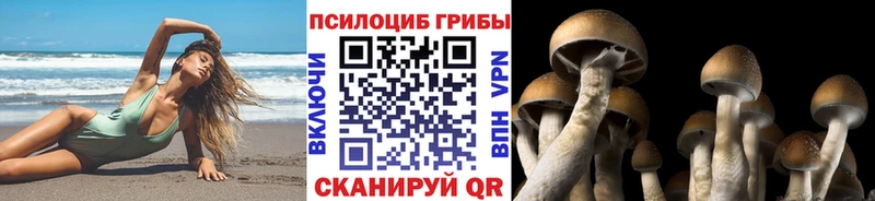 Галлюциногенные грибы Psilocybe  купить наркотик  Биробиджан 